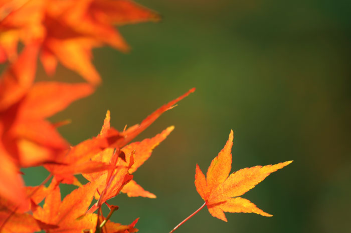 Otoño y Medicina Tradicional China