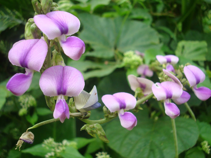 Es una planta trepadora perenne conocida científicamente con el nombre de Pueraria lobata